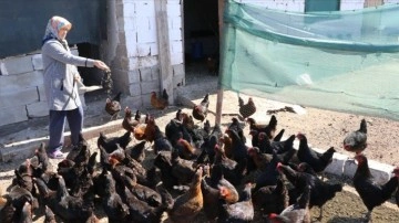 Köyde yaşayan kadınların hayatı gezen tavuk projesiyle değişti