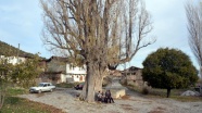 Köylüler asırlık kavak ağacı &#039;anıt ağaç&#039; olsun istiyor