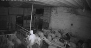 Koyun çalmaya çalışırken suçüstü yakalanan şahıs tutuklandı
