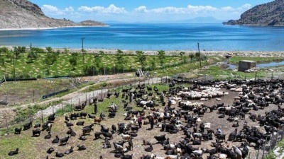 Koyun kırkımı sonrası doğaya bırakılan y&uuml;nler &ccedil;evreyi tehdit ediyor