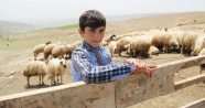 Koyun sağıp, çobanlık yapan Habib’in TEOG başarısı