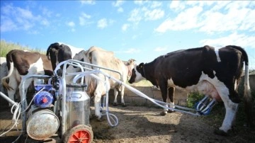 Köyün süt üretimi 5 yılda yaklaşık iki kat arttı