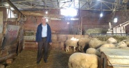 Koyunları çalınan çiftçiden hırsızlara çağrı