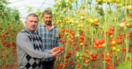 Kriz endişesi Türk domatesine yeni pazarlar kazandırdı