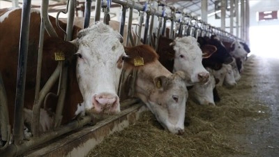 K&uuml;&ccedil;&uuml;k &ouml;l&ccedil;ekli &uuml;reticiler i&ccedil;in "Gelir Garantili Besicilik Projesi" devreye alındı