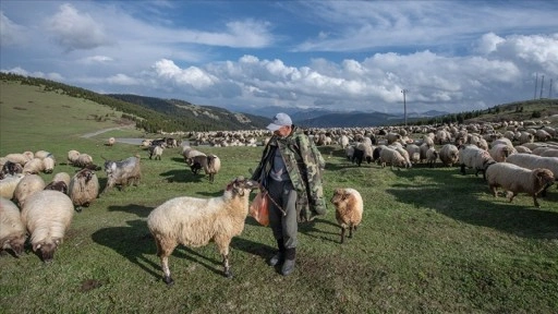 Küçükbaş hayvan üreticilerine 3,9 milyar liralık destek ödemesi bugün yapılacak