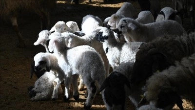 K&uuml;&ccedil;&uuml;kbaş hayvancılığa destek projesi Vanlı &ccedil;ift&ccedil;ileri sevindirdi