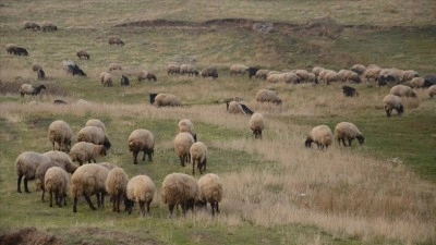 K&uuml;&ccedil;&uuml;kbaş hayvancılığa destek projesi yetiştiricilere "can suyu" olacak