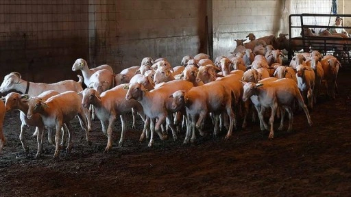 Küçükbaş kurbanlıklar alıcısının karşısına bakımlı çıkması için kırkılıyor