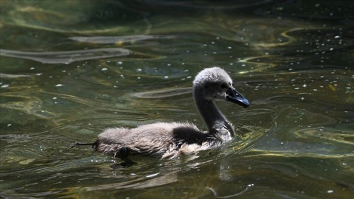 Kuğulu Park'ta yeni dünyaya gelen minik beyaz kuğunun ismi "Parla" oldu