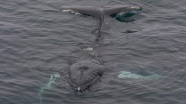 Kumda mahsur kalan balinayı yavrusu kurtardı