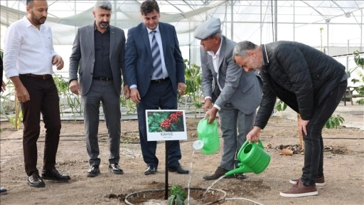 Kumluca'da tropikal meyve serasında kahve fidanı için deneme ekimi yapıldı