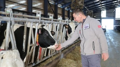 "K&uuml;peli &Ccedil;oban" aldığı destekle 100 baş hayvan kapasiteli modern &ccedil;iftlik kuracak