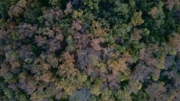 Kuraklık orman varlığını ve biyoçeşitliliği de tehdit ediyor