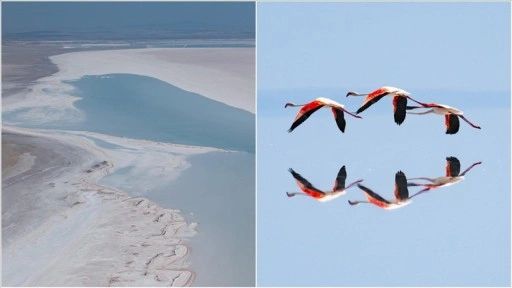 Kuraklık Tuz Gölü'ndeki flamingo sayısını düşürdü