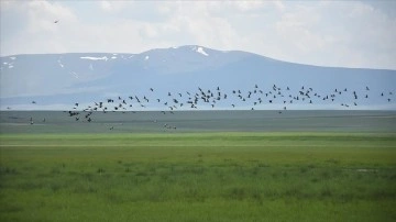Kuraklıktan kurtulan Kuyucuk Gölü yeniden kuşlara yuva oldu