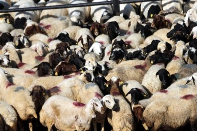 Kurban Bayramı &ouml;ncesi 4 milyonu aşkın hayvanın sağlık kontrol&uuml; yapıldı