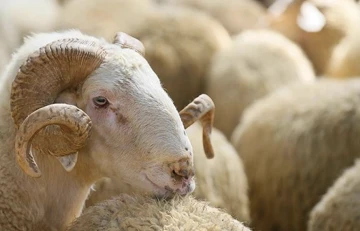 Kurban Bayramı -Z&uuml;beyde K. Aslan yazdı-