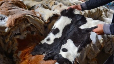 Kurban derileri T&uuml;rk deri sekt&ouml;r&uuml;ne can suyu oluyor