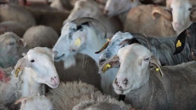 Kurban ibadetiyle ilgili 10 soruda doğru bilinen yanlışlar