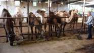 Kurbanlık develer 15 bin liradan satışta