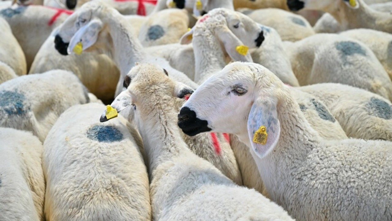 Kurbanlık hayvan se&ccedil;iminde nelere dikkat edilmesi gerek! 5 soru, 5 cevap