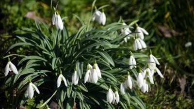 K&uuml;re Dağları'nda kardelenler sıcak hava nedeniyle erken karsız kaldı