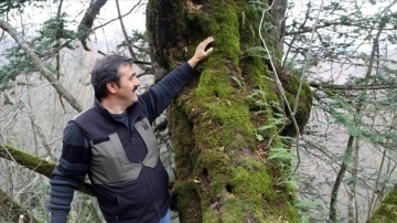 Küre Dağları'nda tesadüfen bulunan 661 yıllık kayacık ağacı koruma altına alınacak
