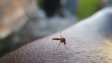 Küresel ısınma nedeniyle sivrisineklerin popülasyonu artıyor