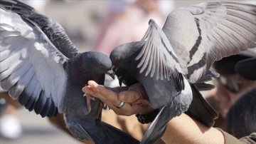 Kuş besleyenlerde "akciğer hastalığı" gelişebilir