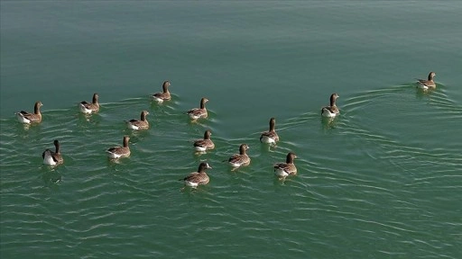 Kuş cenneti Erçek Gölü yaban kazlarına ev sahipliği yapıyor