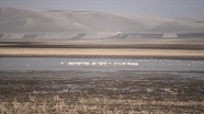 Kuş cenneti Kuyucuk Gölü ilkbaharda göçmen misafirleriyle şenlendi