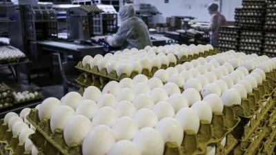 Kuş gribi Avrupa'nın yumurta talebini T&uuml;rkiye'ye taşıdı