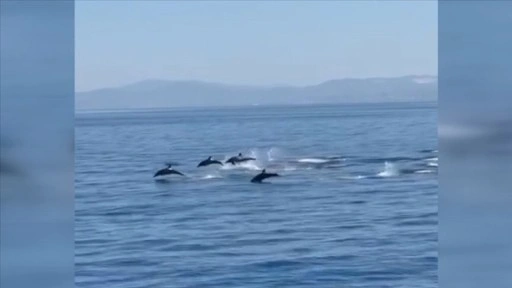 Kuşadası'nda yunusların gösterisi görüntülendi