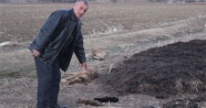Kütahya'da sahipsiz köpeklerin öldürüldüğü iddiası