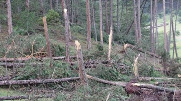Kütahya'da hortum ve fırtına yüzlerce çam ağacına zarar verdi