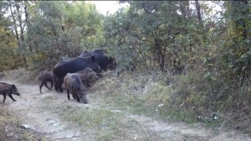 Kütahya'da iki domuzun kavgası ve "meraklı ayı" fotokapanla görüntülendi