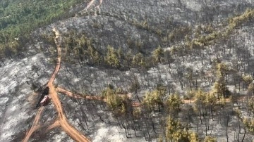 Kütahya'daki orman yangınında 180 hektar alan zarar gördü