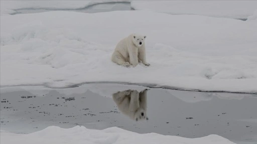 Kutup ayılarının artan sıcaklıklara uyum sağlamaya başladığı belirlendi