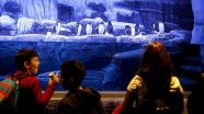Kutup penguenleri İstanbul'da ziyaretçilerini bekliyor