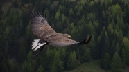 Kuzey Amerika&#039;daki yırtıcı kuşların sayısında çarpıcı düşüş