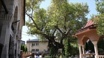 Kuzey Makedonya’da cami avlusundaki asırlık çınar zamana direniyor