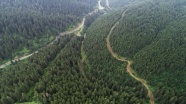 Ladin ormanlarını 65 bin faydalı böcek koruyacak