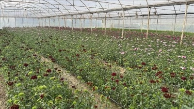 Laledereliler, İstanbul'un fethinden sonra başlayan &ccedil;i&ccedil;ek &uuml;retimini asırlardır s&uuml;rd&uuml;r&uuml;yor