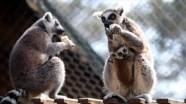 Lemur ailesinin ilk yavruları 'Kivi' ve 'Çilek' hayvanat bahçesinin maskotu oldu
