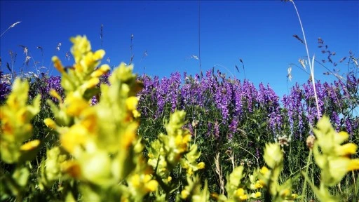 Ilgaz Dağı'nın zirvesinde açan çiçeklerle bahar yeni yaşanıyor