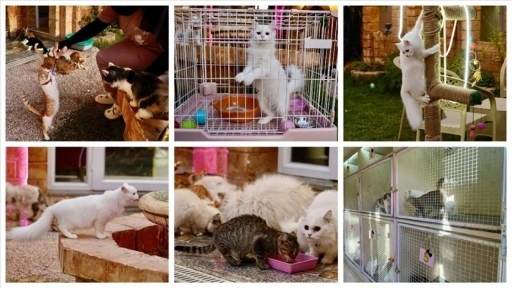 Libya'nın ilk 5 yıldızlı kedi oteli, kedilere lüks hizmet sunuyor
