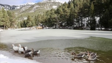 Limni Gölü Tabiat Parkı kış mevsiminde yaban hayvanlarına ev sahipliği yapıyor