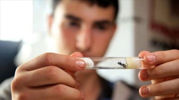 Lise öğrencisi evinde çoğalttığı karınca kolonilerini doğaya salıyor