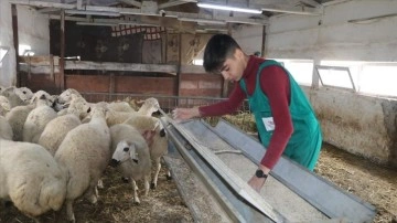 Liselilerin yetiştirdiği küçükbaş hayvanlar, kurbanlık olarak satılıyor